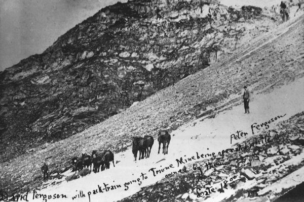 packhorses on Triune_1